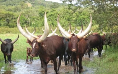 RWANDANS ARE TAKING CORONAVIRUS TO DRC